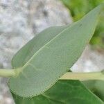 Hypericum richeri Leaf