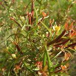 Ludwigia hyssopifolia Virág