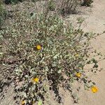 Abutilon palmeri Hábito