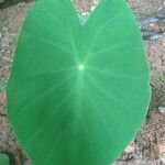 Colocasia esculentaFuelha