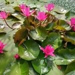 Nymphaea rubra Habit