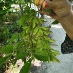 Acer cissifolium Fruit