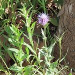 Carthamus caeruleus 花