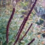 Veronicastrum virginicum Fruit