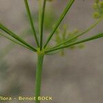 Ridolfia segetum बार्क (छाल)