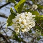 Prunus padus Blodyn