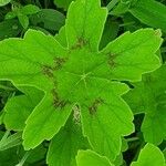 Pelargonium multibracteatum Leaf