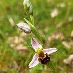 Ophrys apifera Žiedas