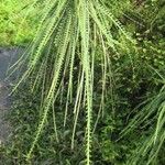 Parkinsonia aculeata Leaf