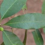 Pleiocarpa pycnantha Leaf