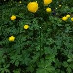 Trollius europaeus Vekstform