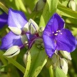 Tradescantia × andersoniana Flower