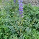 Lupinus angustifolius Fula