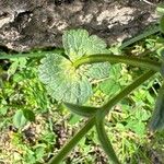 Lamium amplexicaule Листок