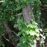 Paederia foetida Alkat (teljes növény)