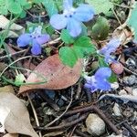 Lobelia erinusBlüte