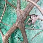 Ficus repens Rinde