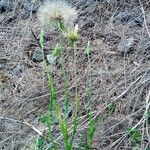 Tragopogon pratensis Kwiat