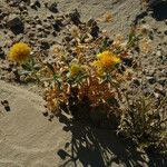 Gaillardia spathulata Flor