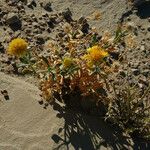 Gaillardia spathulata പുഷ്പം