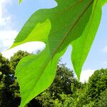 Broussonetia papyrifera Leaf