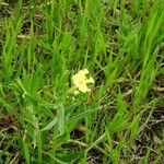 Lithospermum incisum Habitus