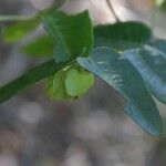 Phyllanthus pindaiensis 花