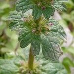 Lamium amplexicaule ശീലം