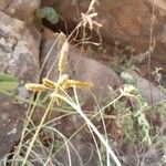 Cyperus rohlfsii Flower