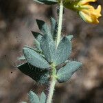 Lotus angustissimus Leaf