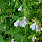 Adenophora liliifolia Costuma