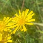 Crepis paludosa Žiedas