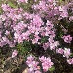 Boronia ledifolia Flor