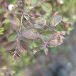 Symphoricarpos orbiculatus Folha