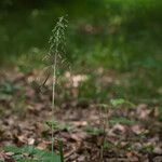 Milium effusum പുഷ്പം