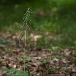 Milium effusum Blüte