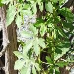 Blastania cerasiformis आदत