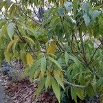 Quercus myrsinifolia Leaf