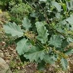 Quercus petraea Yaprak