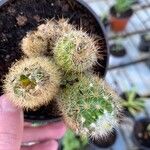 Mammillaria elongata Лист