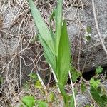 Cyrtopodium andersonii Blatt