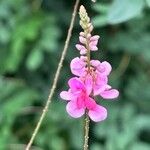 Indigofera tinctoria Λουλούδι