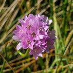 Armeria maritimaFlower