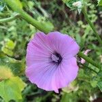 Malva trimestrisFlor