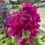 Matthiola incana Blüte