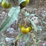 Solanum elaeagnifolium Fruchs