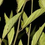 Sida cuspidata Hoja