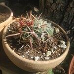 Ferocactus latispinus Лист