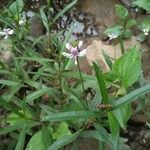 Dianthera americana 花