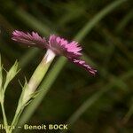 Dianthus geminiflorus Flor